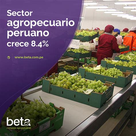 Sector Agropecuario Peruano Crece Beta