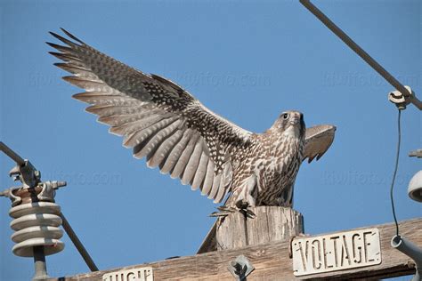 Photography - Bird | Wildlife | Nature - Christopher Taylor - gyrfalcon_011912