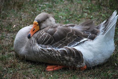 Fat Duck Photograph by Michelle Cruz | Fine Art America