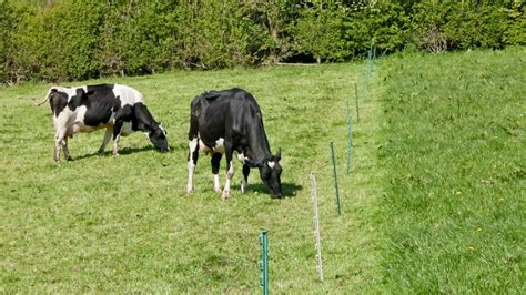 How To Build An Electric Fence For Cattle Meat Goats