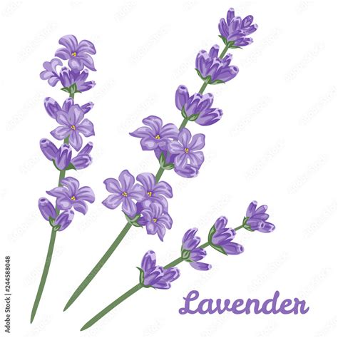 Lavender On White Background Vector Illustration Of Flowers In Cartoon