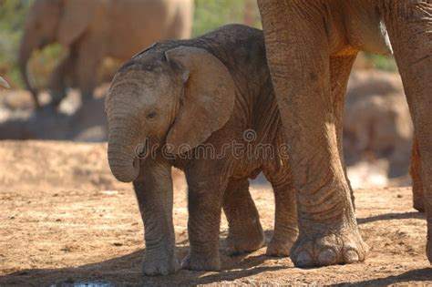 Baby Elephant Next To Cow Artistic Processing Stock Image Image Of