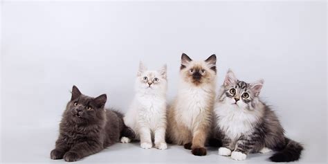 22 Cutest Cat Breeds Youll Want To Adopt