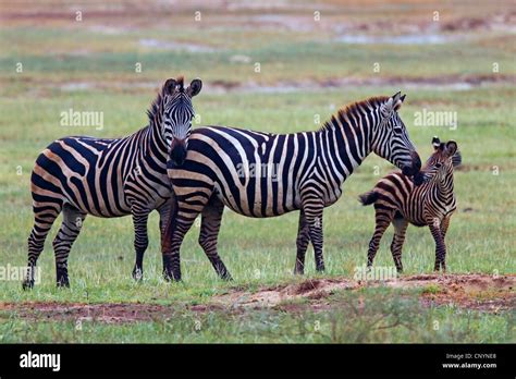 Boehms Zebra Grants Zebra Equus Quagga Boehmi Equus Quagga Granti