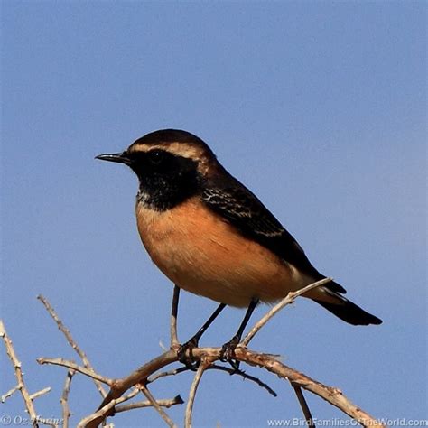 Passeriformes family groups – Bird Families of the World