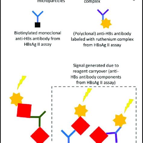 Hepatitis B Surface Antibody Anti HBs Components From The Elecsys