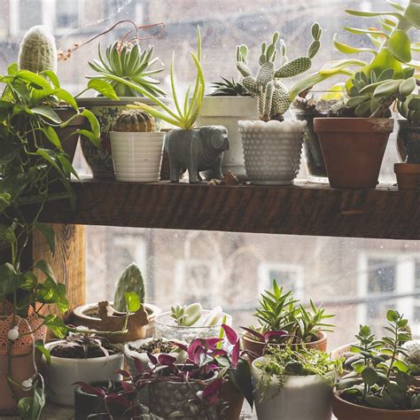 How To Care For Succulents Indoors During Winter Harddy Succulent Care Tips And Tricks Blog