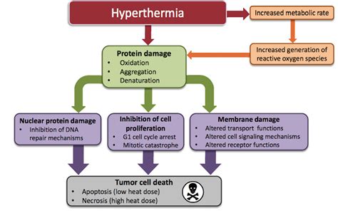 Stages Of Hyperthermia