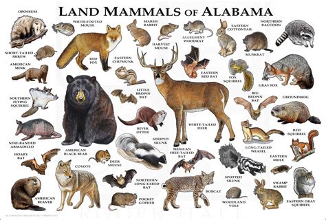 Land Mammals Of Alabama Poster Print Alabama Mammals Field Etsy