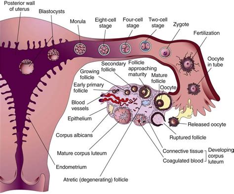 Implantation Of Embryo Usually Occurs At