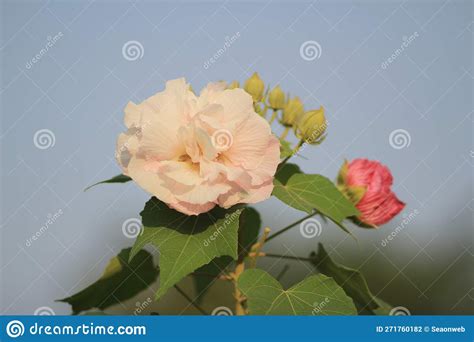 The Hibiscus Mutabilis Flower At The Garden Stock Photo Image Of