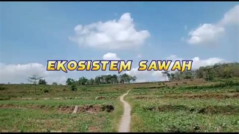 PEMBUATAN MINIATUR EKOSISTEM SAWAH X MPLB 3 KEL 3 YouTube