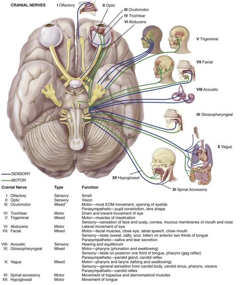 Neuro Exam The Cranial Nerves Strokesciences