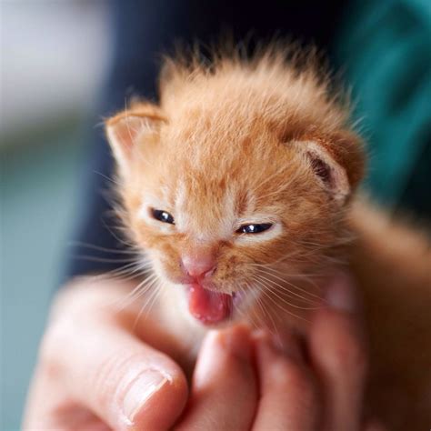 Cute tiny little kitty | Kitten images, Kitten wallpaper, Fluffy kittens