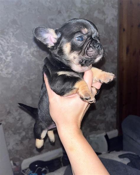 Frenchie mixed with chihuahua puppies beautiful babies | in Kings Norton, West Midlands | Gumtree