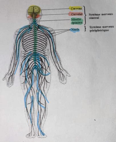 Le système nerveux Cartes Quizlet