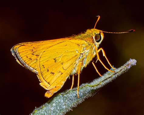 A Common Palm Dart Butterfly Telicota Colon Stinga Prachan Flickr