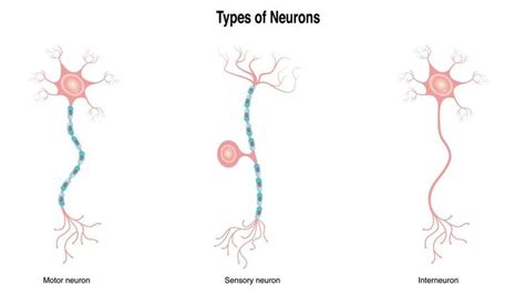 Different Types of Neurons | Types of neurons, Neurons, Three types of ...