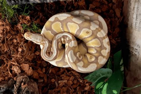 How To Tell If A Ball Python Is Pregnant And Faq