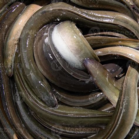 The traditional eel festival in Comacchio Italy 20180782 Stock Photo at ...