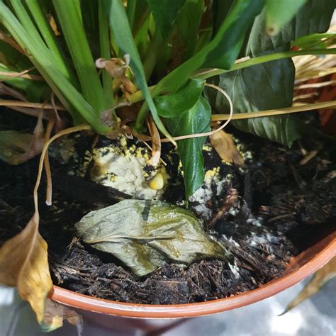 strange soil help! : r/houseplants
