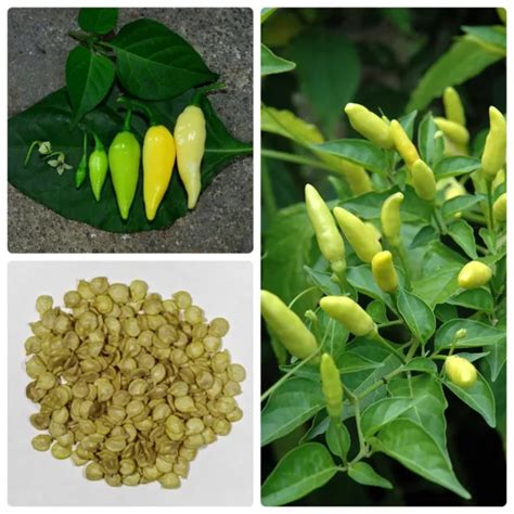 CEYLON THAI WHITE Chilli Pepper Seeds Extremely Hot Rare Heirloom Organic PicClick UK