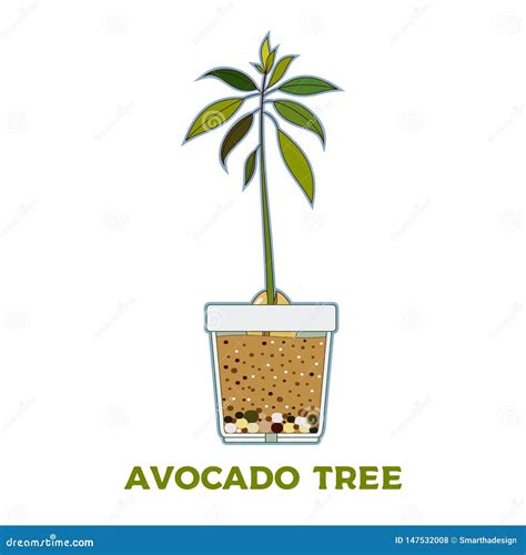 Avocado Tree Vector Growing Guide Poster Green Simple Instruction To