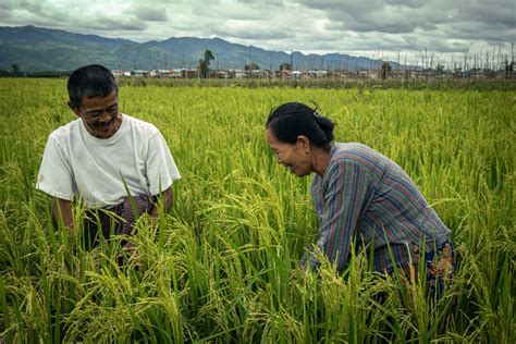 Three Innovative Ways Undp Is Helping Farmers In Myanmars Shan State