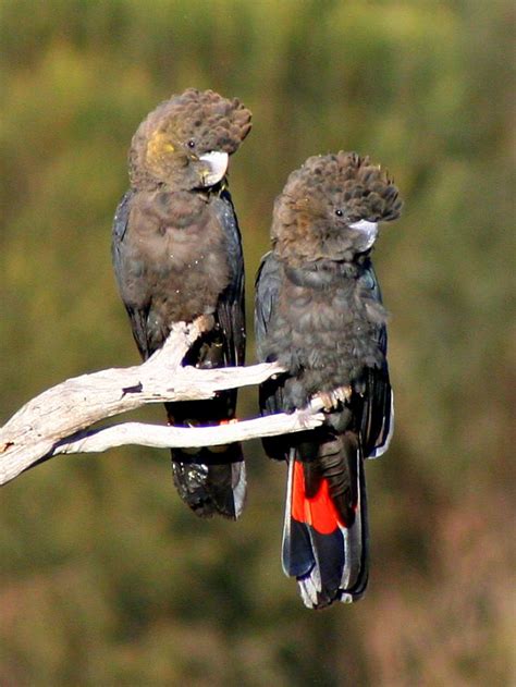 #ThreatenedThursday: Glossy Black-Cockatoo | The Foundation for ...