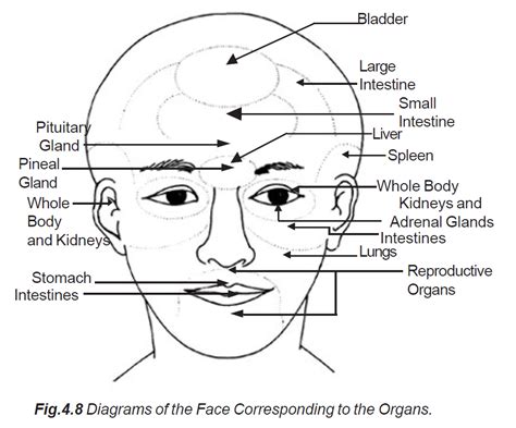 Diagrams Of The Face Corresponding To The Organs 8 Learn Self Healing