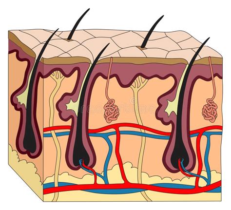 Anatomie Van De Menselijke Huid En Infografisch Diagram Van Delen