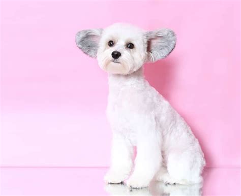 Teddy Bear Cuts, Styles, and Trims - Master Groomer Explains