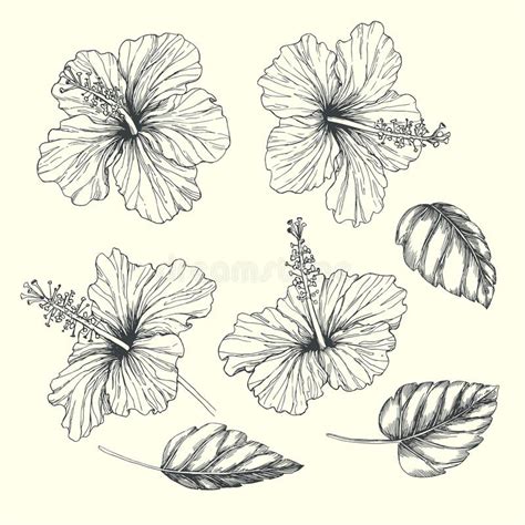 Hand Drawn Set Of Hibiscus Lily And Bindweed Flowers Stock