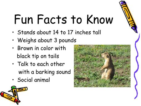 Ppt Black Tailed Prairie Dogs Powerpoint Presentation Free Download