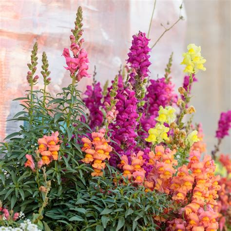 Antirrhinum Wild Mix The Nunhead Gardener