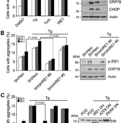 Er Stress Promotes The Aggregation Of Mthtt Via Ire Activation A