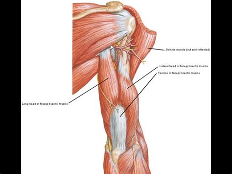 Tricep Muscle Anatomy