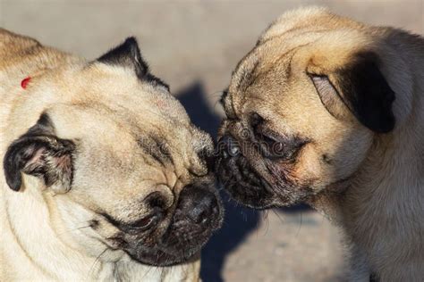 Two Cute Pugs Playing Together In Garden Stock Photo Image Of Young