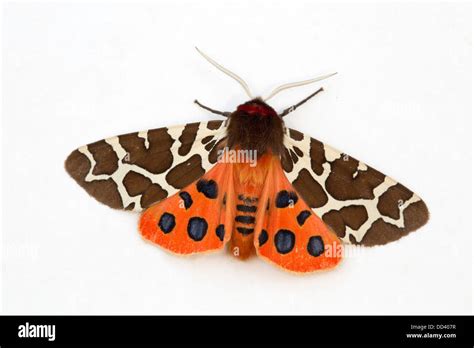 Garden Tiger Moth; Arctia caja; July; UK Stock Photo - Alamy