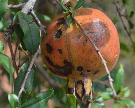 Pomegranate Diseases Their Symptoms And Management Fasal Blog