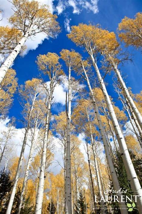 Aspens On San Francisco Peaks In Flagstaff Arizona Photography By