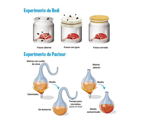 Top Imagenes Del Experimento De Louis Pasteur Smartindustry Mx