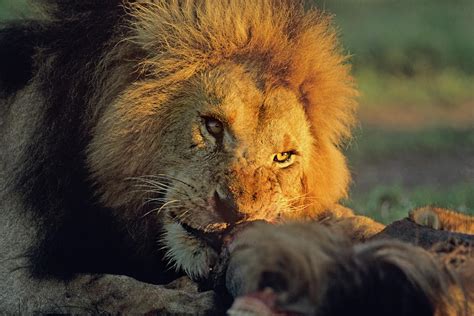 African Lion feeding Photograph by Tim Fitzharris