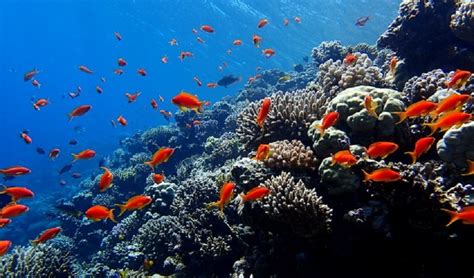 Blue Hole Dahab Snorkeling | Snorkeling in Dahab | Dahab Trips