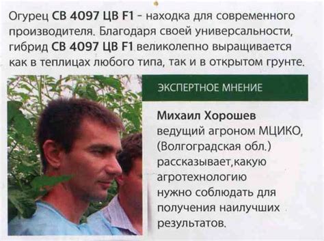 Огурец СВ 4097 ЦВ F1: семена огурцов голландского сорта, описание, Seminis.