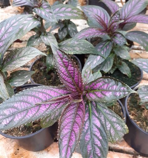 Strobilanthes Dyeriana Persian Shield Bijzondere Tuinplanten