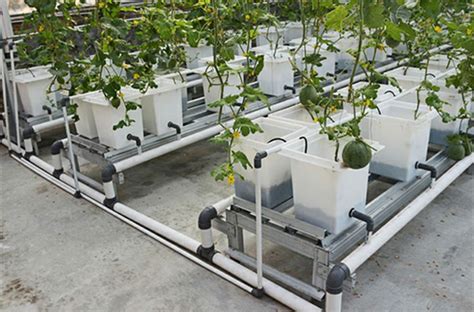 Commercial Hydroponic Growing Systems Dutch Bucket