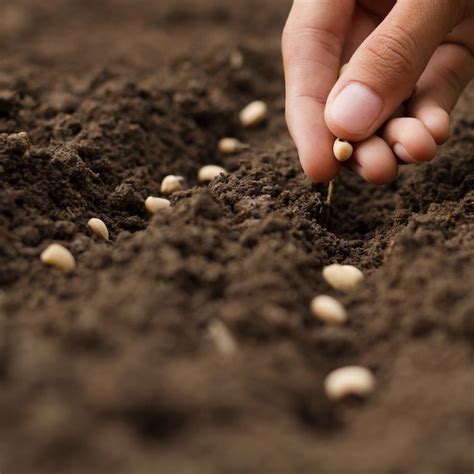 Питомник растений в Ростовской области – Дирижер Сада