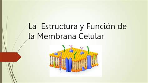 La Estructura Y Funci N De La Membrana Celular Pptx Descarga Gratuita