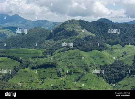 Scenic View Over Eravikulam National Park Tea Plantations In Kerala South India On Sunny Day